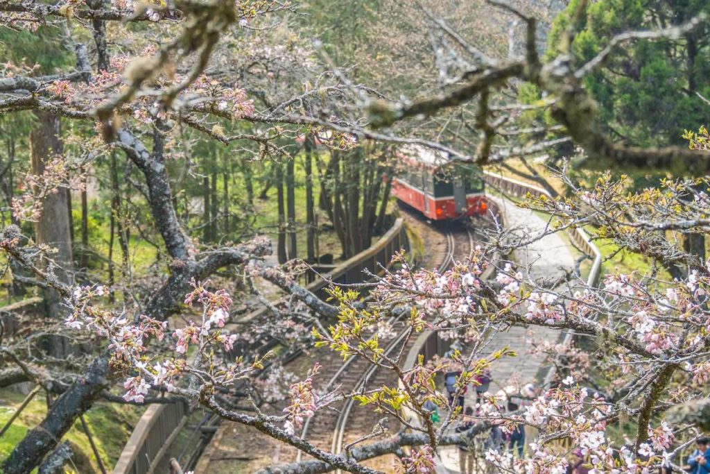 Alishan et cerisiers en fleurs à Taiwan