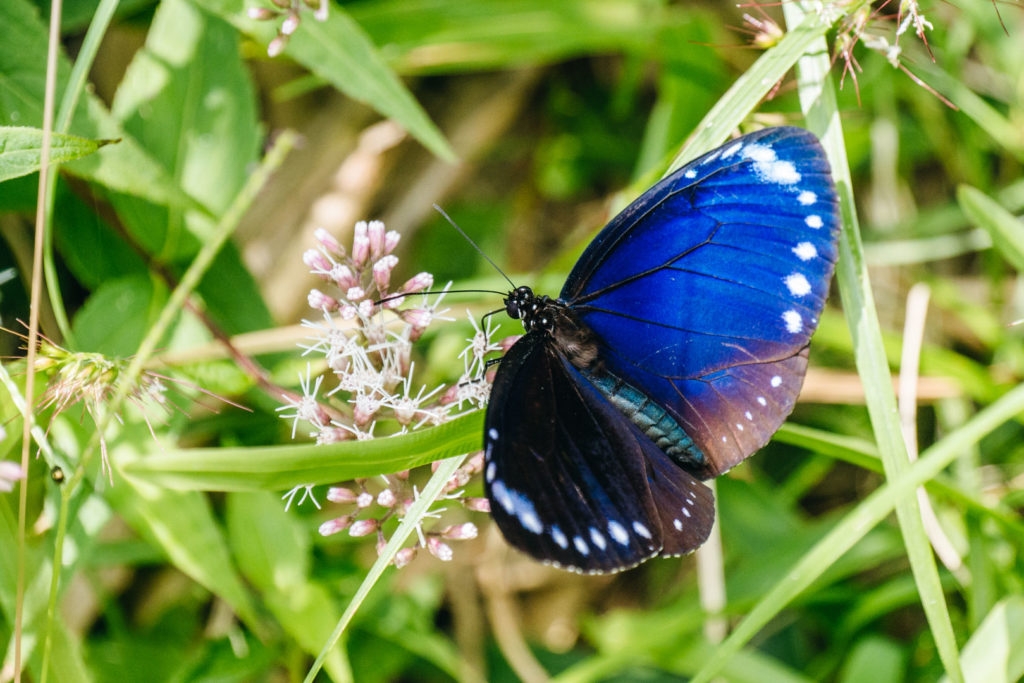 Papillon parmi les fleurs à Yangmingshan