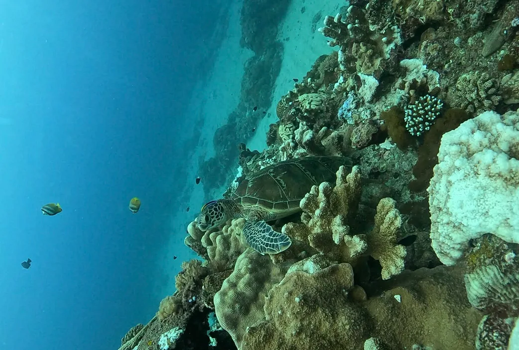 Plongée avec les tortues à Xiao Liu Qiu, Taiwan